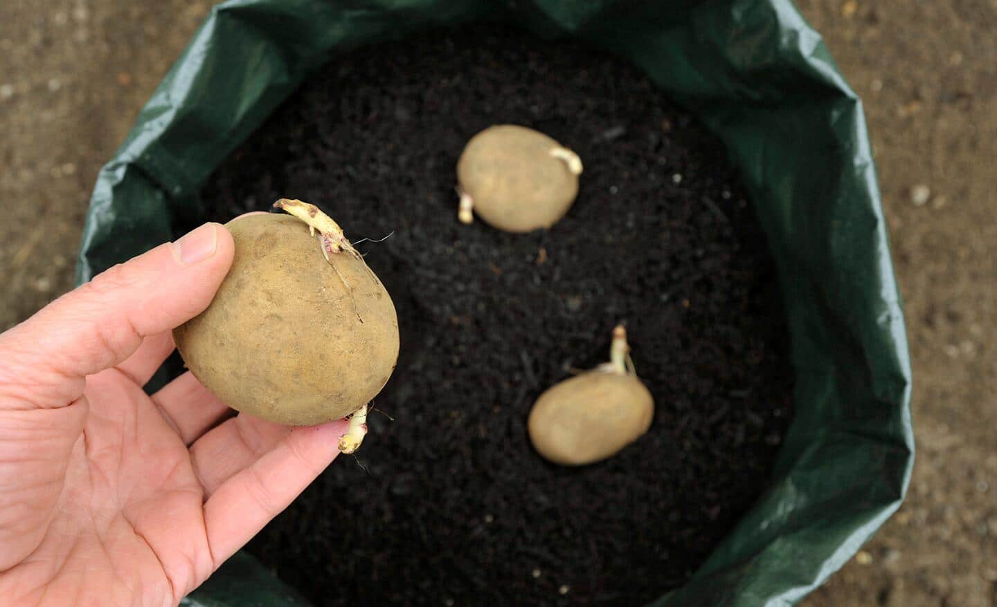 How to Grow Potatoes in a Potato Barrel The Home Depot